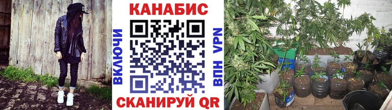 Конопля индика  мега ТОР  Тамбов  продажа наркотиков 